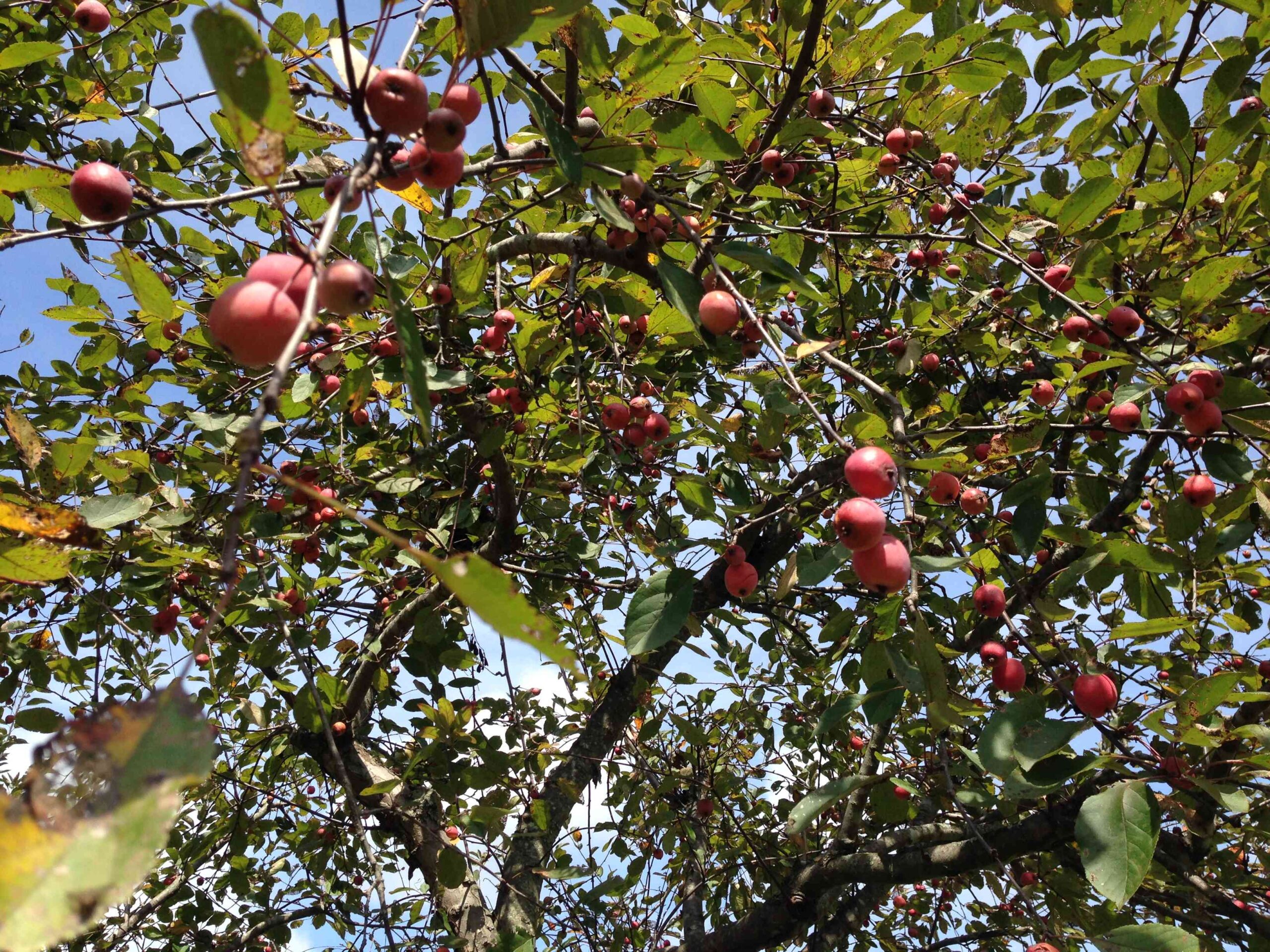 apple trees at Sunset Farm Bed and Breakfast